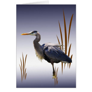 Great Blue Heron Blank Card