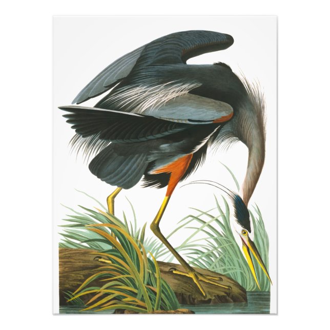 Great Blue Heron by John James Audubon Photo Print (Front)