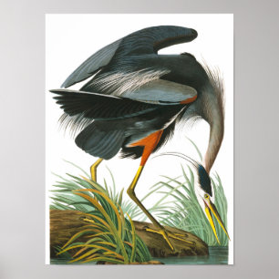 Great Blue Heron by John James Audubon Poster