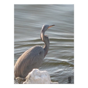 Great Blue Heron by the Water Photo Print