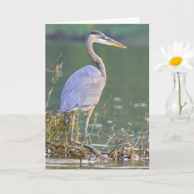 Great Blue Heron Cancer Serious Illness Get Well Card (Small Plant)