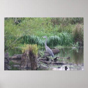 Great Blue Heron Canvas Print