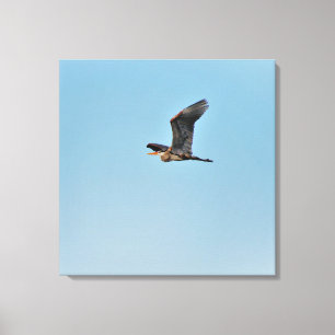 Great Blue Heron Canvas Print