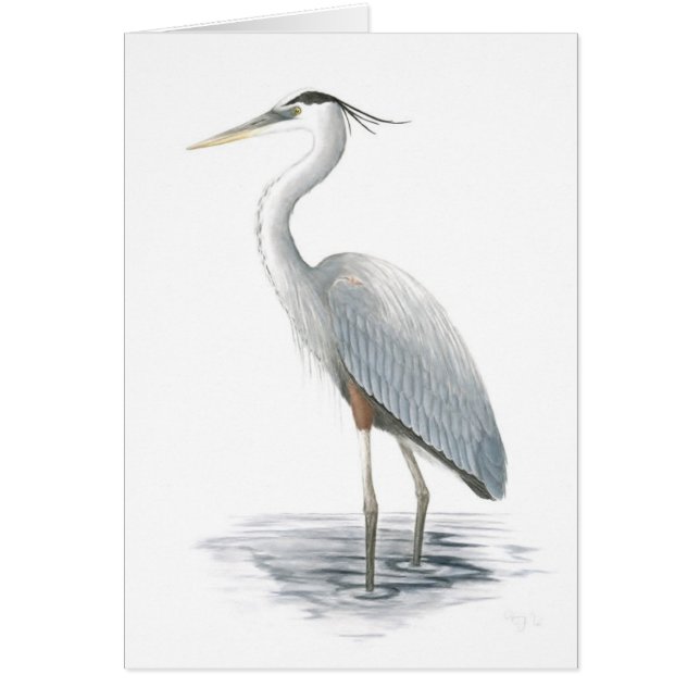 Great Blue Heron Card (Front)
