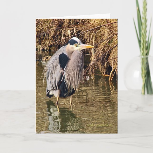 Great Blue Heron Card (Front)