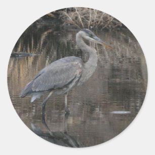 Great Blue Heron Classic Round Sticker