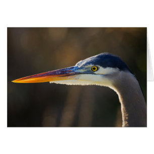 Great Blue Heron, close up portrait