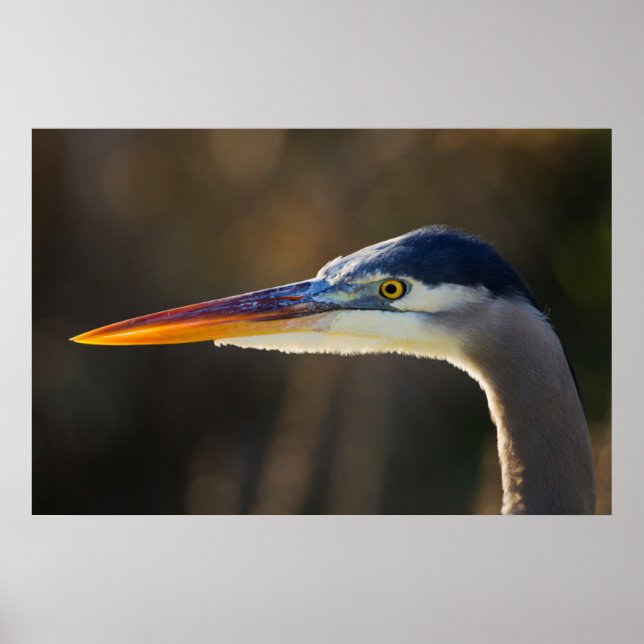 Great Blue Heron, close up portrait Poster (Front)