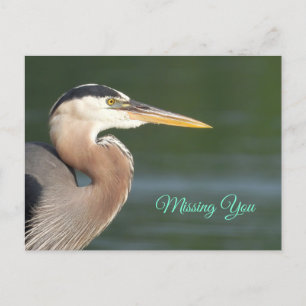 Great Blue Heron Close Up Poster Postcard