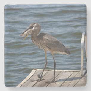 Great Blue Heron Close Up Stone Coaster