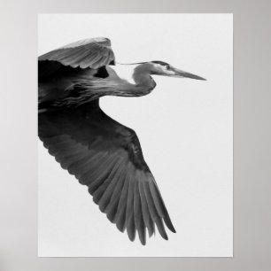 Great Blue Heron Crop black and white Poster