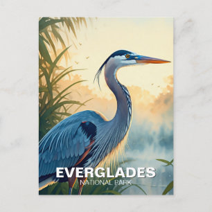 Great Blue Heron Everglades National Park Morning Postcard