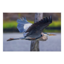 Great Blue Heron Flight Wall Art | Wildlife Bird