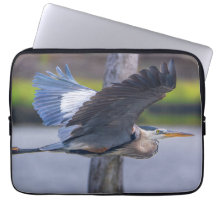 Great Blue Heron Flight Wildlife Bird Photography