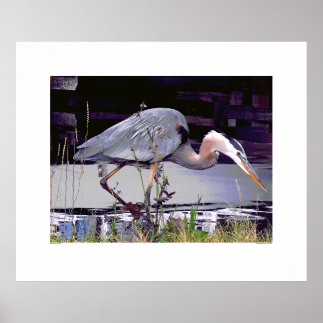 Great Blue Heron Foraging Poster (Front)