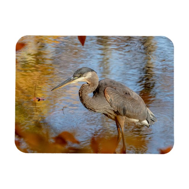 Great Blue Heron framed with fall foliage Magnet (Horizontal)
