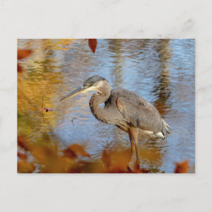 Great Blue Heron framed with fall foliage Postcard