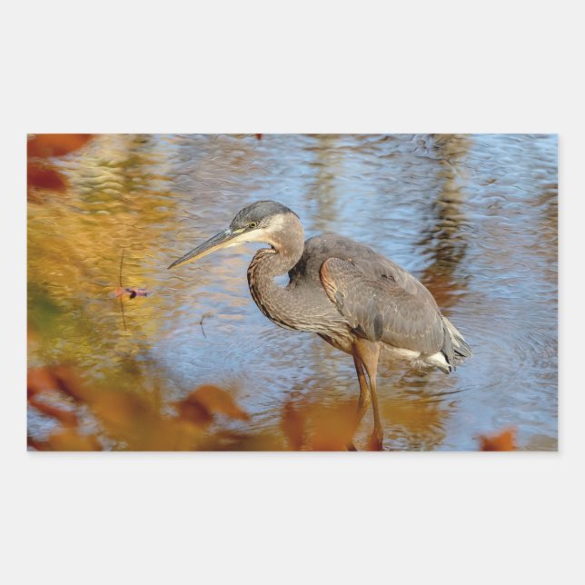 Great Blue Heron framed with fall foliage Rectangular Sticker (Front)