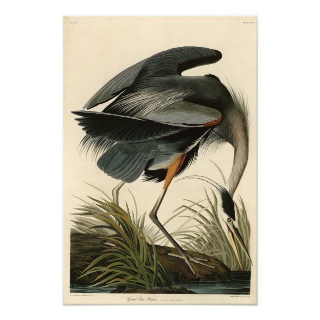 Great Blue Heron from Audubon's Birds of America Photo Print (Front)