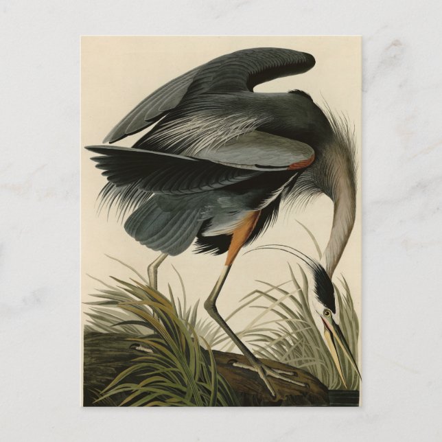 Great Blue Heron from Audubon's Birds of America Postcard