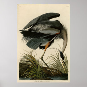 Great Blue Heron from Audubon's Birds of America Poster