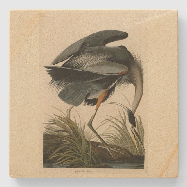 Great Blue Heron from Audubon's Birds of America Stone Coaster (Front)