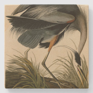Great Blue Heron from Audubon's Birds of America Stone Coaster