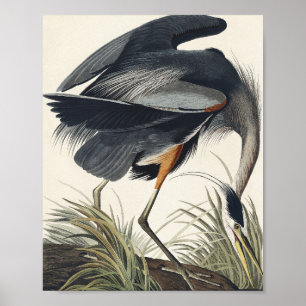 Great Blue Heron from Birds of America Poster