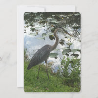 Great Blue Heron