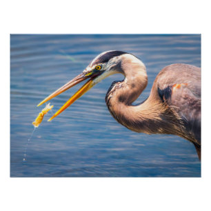Great Blue Heron Hunting Prey Wildlife Art Print
