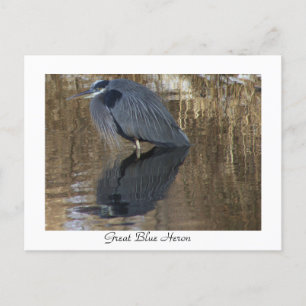 Great Blue Heron in Creek Postcard