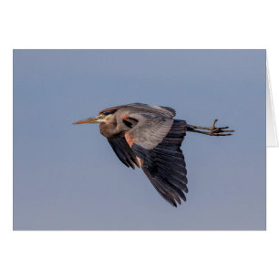 Great Blue Heron in flight