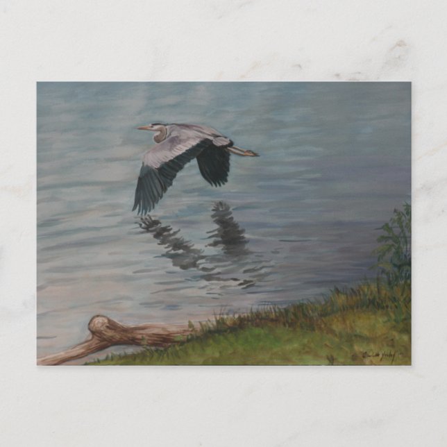 Great Blue Heron in Flight Bird Art Postcard (Front)