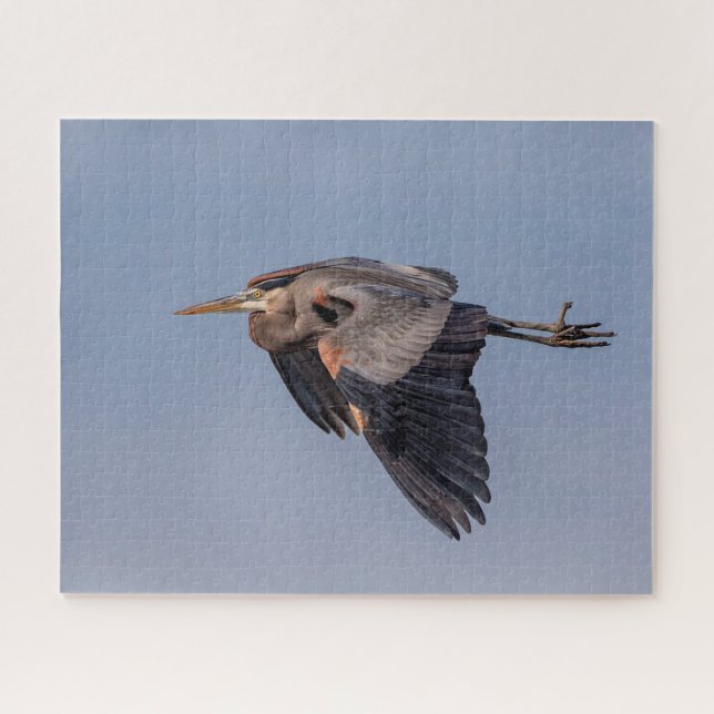 Great Blue Heron in flight Jigsaw Puzzle (Horizontal)