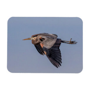 Great Blue Heron in flight Magnet