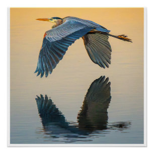 Great Blue Heron in Flight Poster Still Water