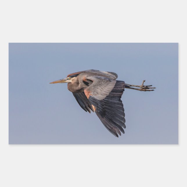 Great Blue Heron in flight Rectangular Sticker (Front)