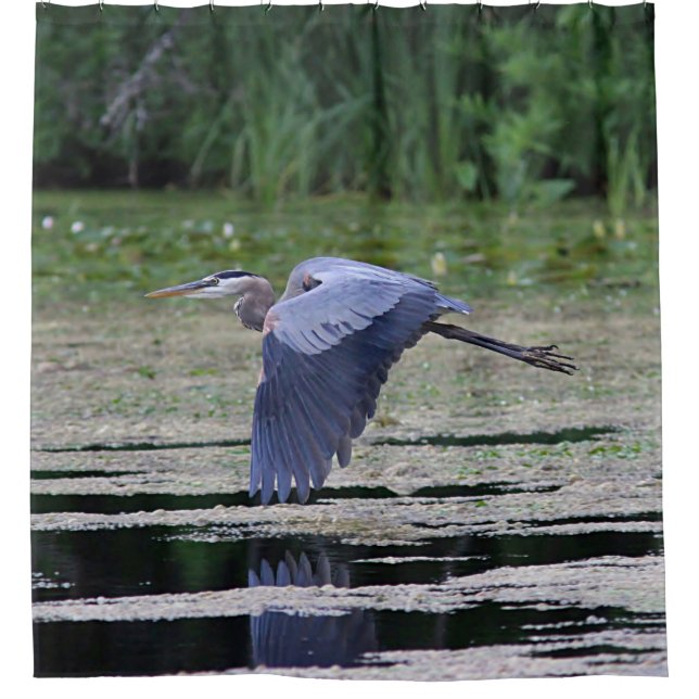 Great blue heron in flight shower curtain (Front)