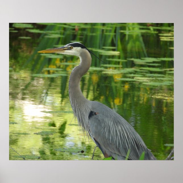 Great Blue Heron In pond- Green  Poster (Front)