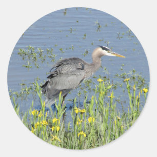 Great Blue Heron in River. Classic Round Sticker