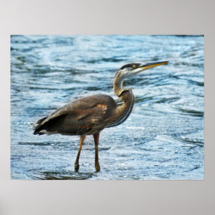 Great Blue Heron in the Blue Water  Poster
