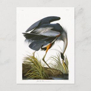 Great Blue Heron, John James Audubon Fine Art Postcard