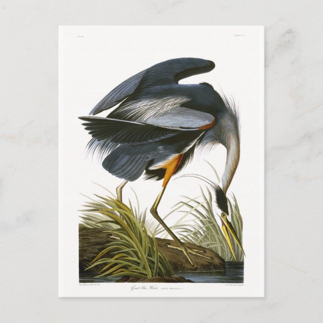 Great Blue Heron, John James Audubon Fine Art Postcard (Front)