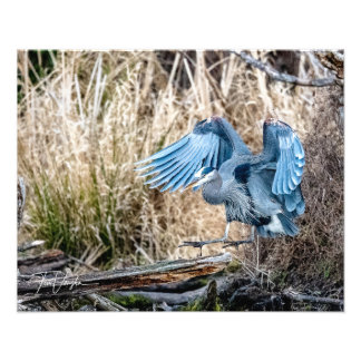 Great Blue Heron Landing - Photo