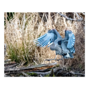 Great Blue Heron Landing - Photo Print