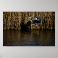 Great Blue Heron Landing Poster