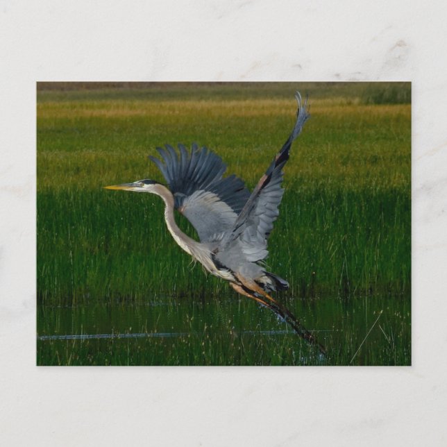 Great Blue Heron "lifting off" Postcard (Front)