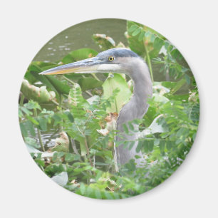 Great Blue Heron magnet
