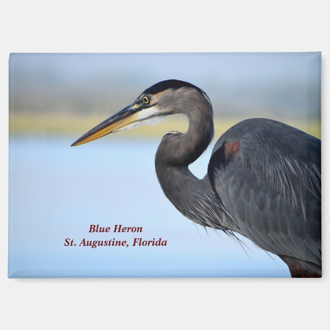 Great Blue Heron Magnet (Front)