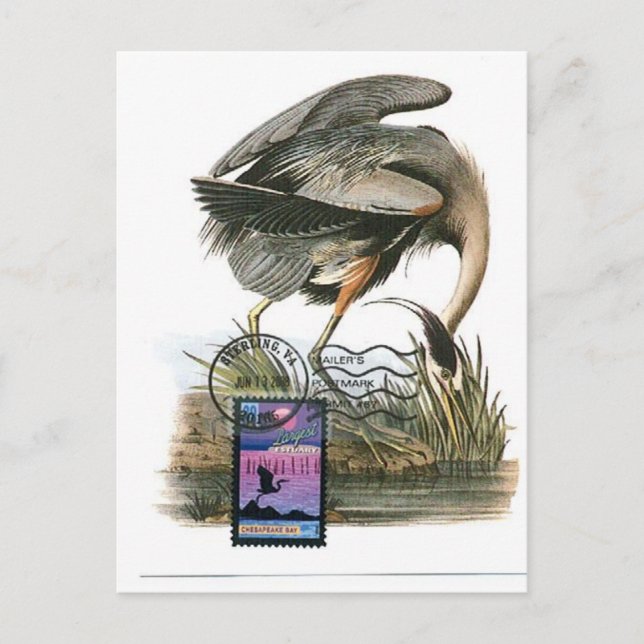 Great Blue Heron maximum card Audubon (Front)